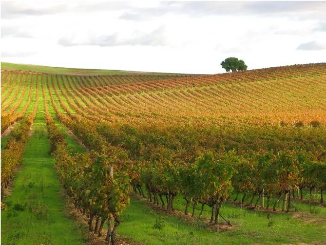 Vineyard — Alentejo