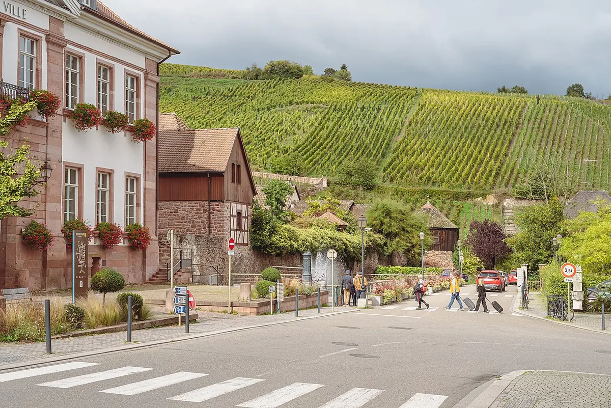 Vineyard — Alsace · Riquewihr