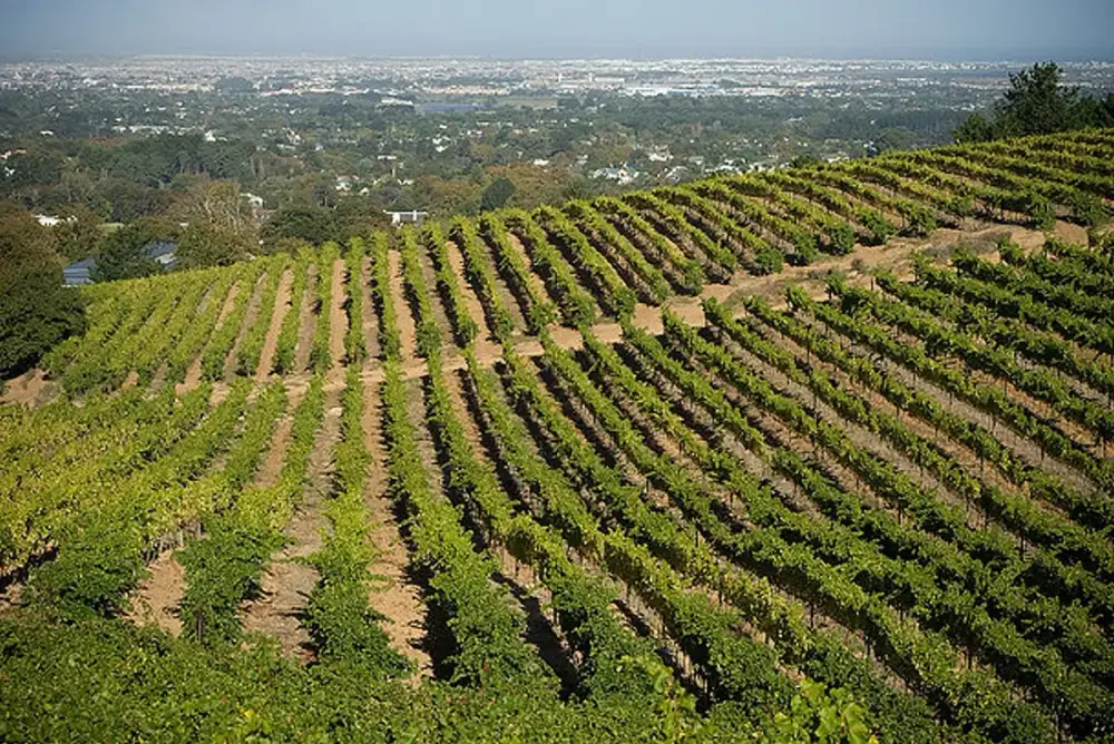 Weinberg — Constantia