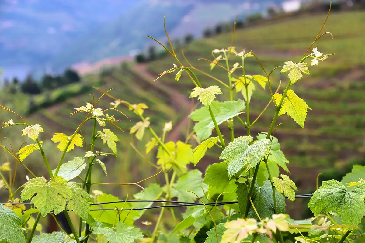 Weinberge in Peso da Régua, Douro