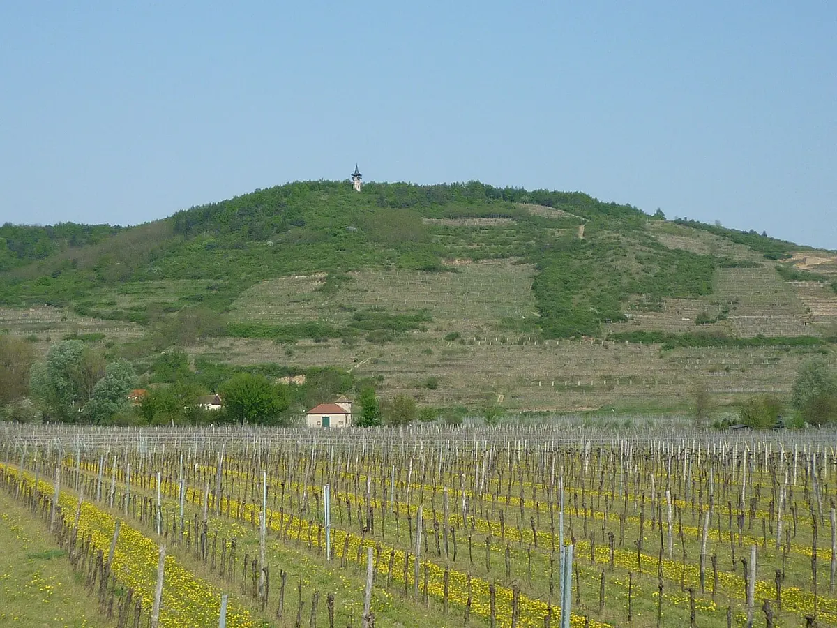 Vigneto — Kamptal · Zöbing, Heiligenstein
