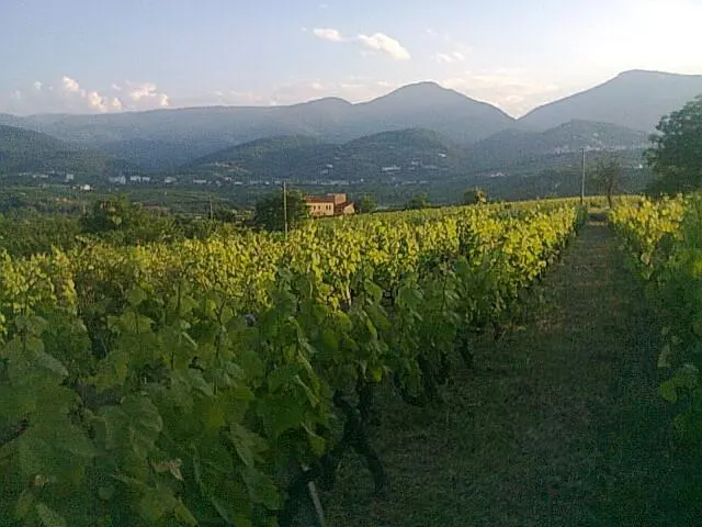 Vinha — Naoussa