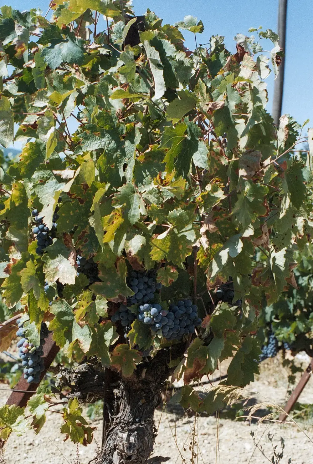 Vinha — Nemea