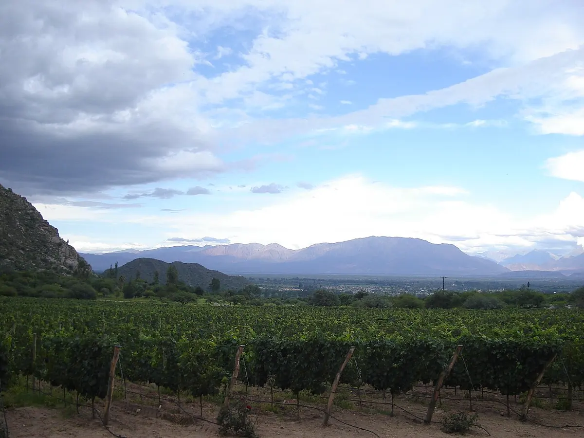 Weinberg — Salta · Cafayate