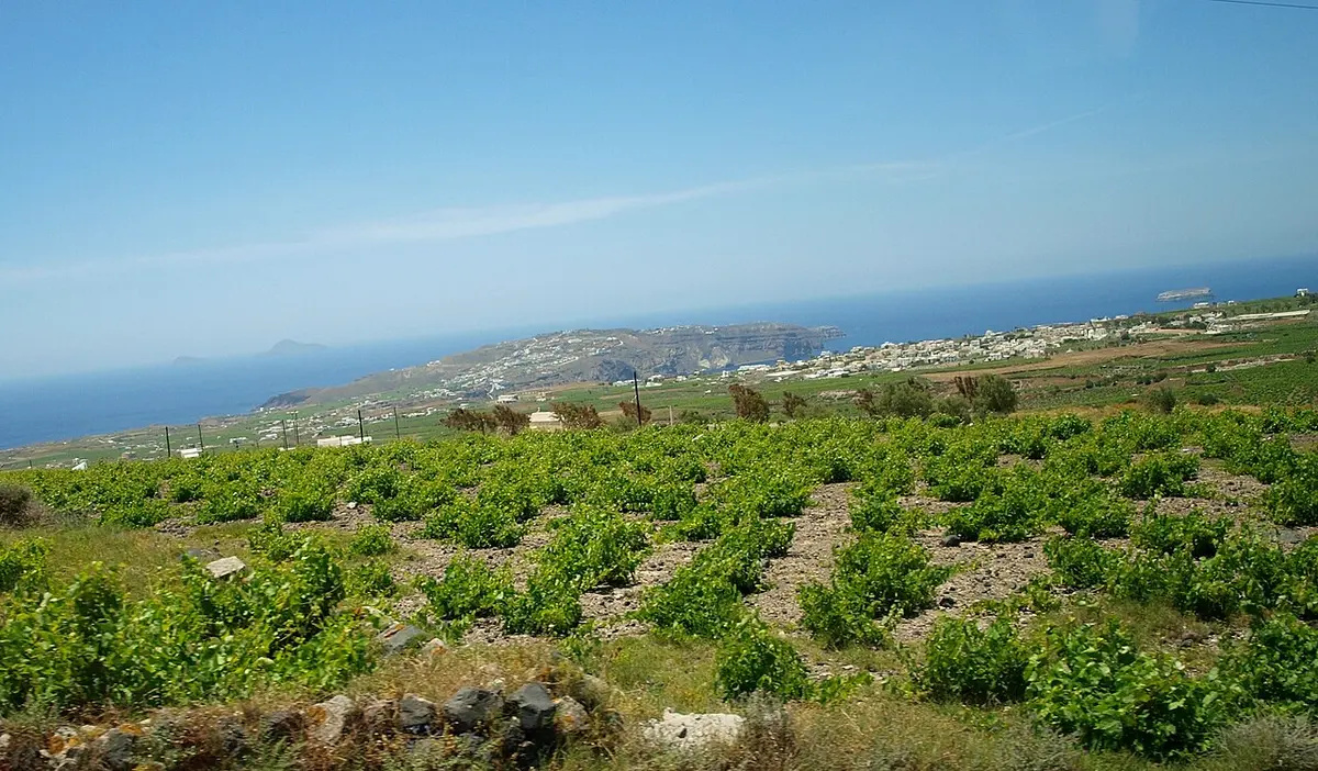 Vinha — Santorini