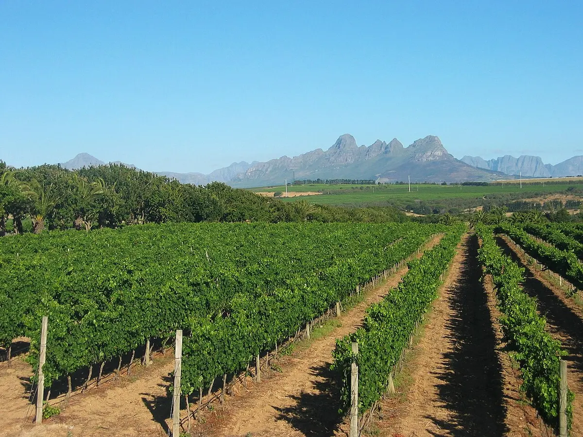 Weinberg — Stellenbosch · Meerlust