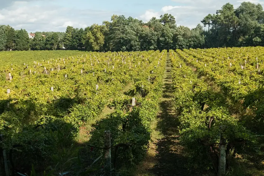 Weinberg — Vinho Verde · Monção, Palácio da Brejoeira