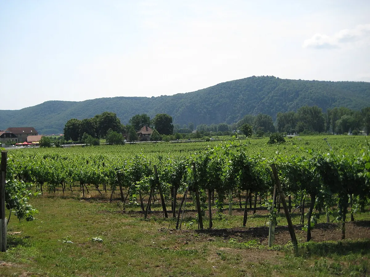 Vigneto — Wachau · Oberloiben